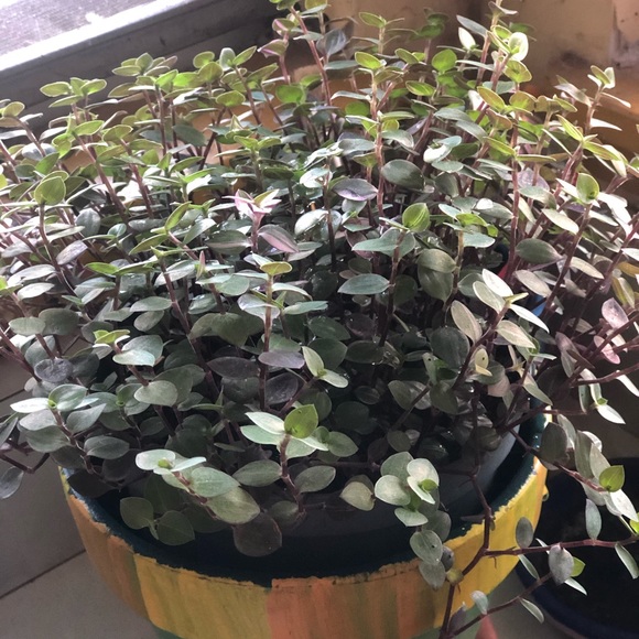 Meet your Posher, Danette - Picture 1 of 1